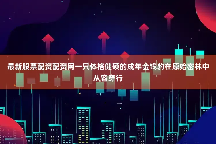 最新股票配资配资网一只体格健硕的成年金钱豹在原始密林中从容穿行